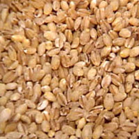 The Anti-Cancer Properties of Barley